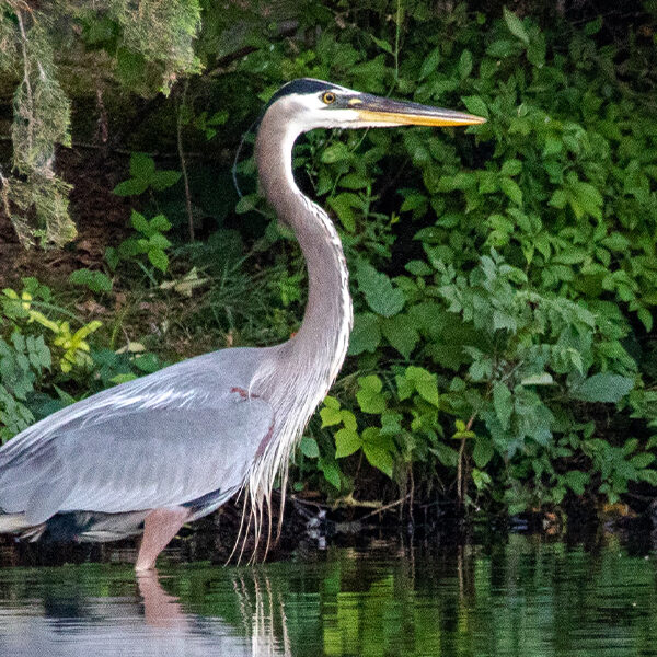 Blue Heron Header2